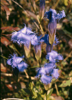 Gentiana s0072